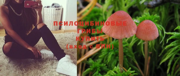 шишки Апатиты